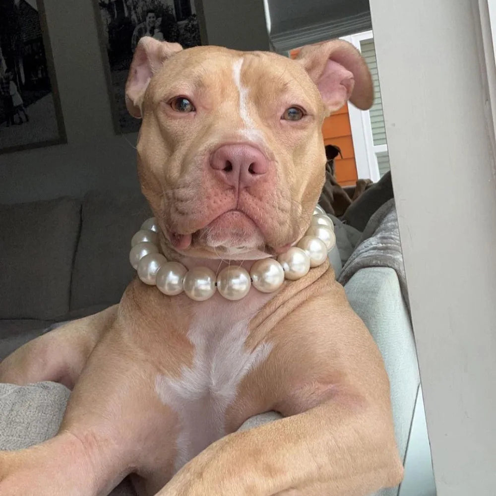 Dog Pearl Collar (For Hazel)